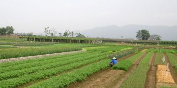 Rau sạch Hoằng Hợp