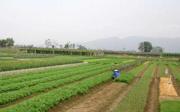 Rau sạch Hoằng Hợp