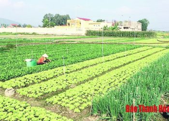 Huyện Hoằng Hóa có 50,19 ha sản xuất rau theo tiêu chuẩn VietGAP