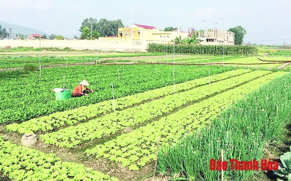 Huyện Hoằng Hóa có 50,19 ha sản xuất rau theo tiêu chuẩn VietGAP