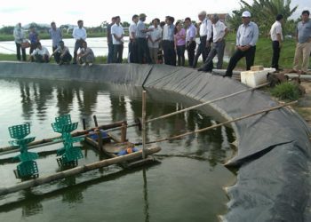 Nuôi tôm theo hướng công nghệ cao tại xã Hoằng Lưu