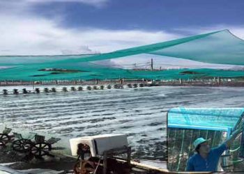 Xây dựng mô hình nuôi tôm công nghệ cao: Hướng đi bền vững