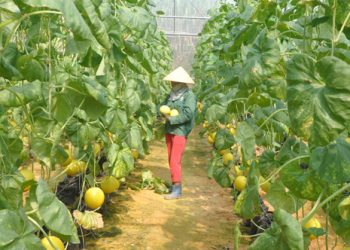 Chương trình mỗi xã một sản phẩm: Cơ hội cho các sản phẩm có lợi thế.