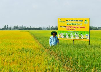 Sản xuất lúa theo tiêu chuẩn VietGAP – hướng đi mới cho nông nghiệp xã Hoằng Phú