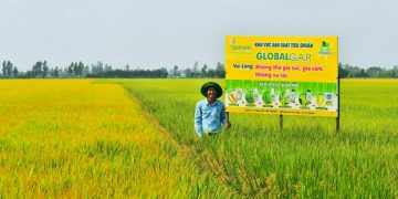 Sản xuất lúa theo tiêu chuẩn VietGAP – hướng đi mới cho nông nghiệp xã Hoằng Phú