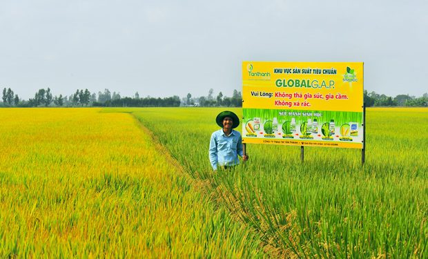 Sản xuất lúa theo tiêu chuẩn VietGAP – hướng đi mới cho nông nghiệp xã Hoằng Phú